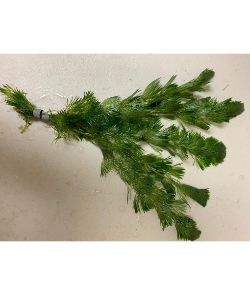 Green Cabomba Caroliniana Easy Live Aquarium Plants for Aquatic Freshwater Fish Tank BUY2GET1