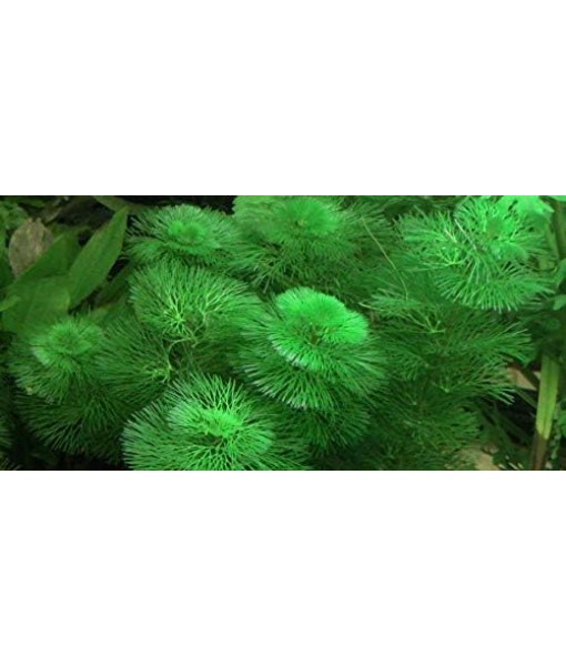 Green Cabomba Caroliniana Easy Live Aquarium Plants for Aquatic Freshwater Fish Tank BUY2GET1