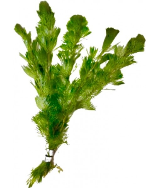 Green Cabomba Caroliniana Easy Live Aquarium Plants for Aquatic Freshwater Fish Tank BUY2GET1