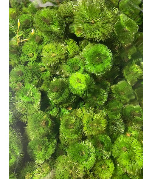 Green Cabomba Caroliniana Easy Live Aquarium Plants for Aquatic Freshwater Fish Tank BUY2GET1