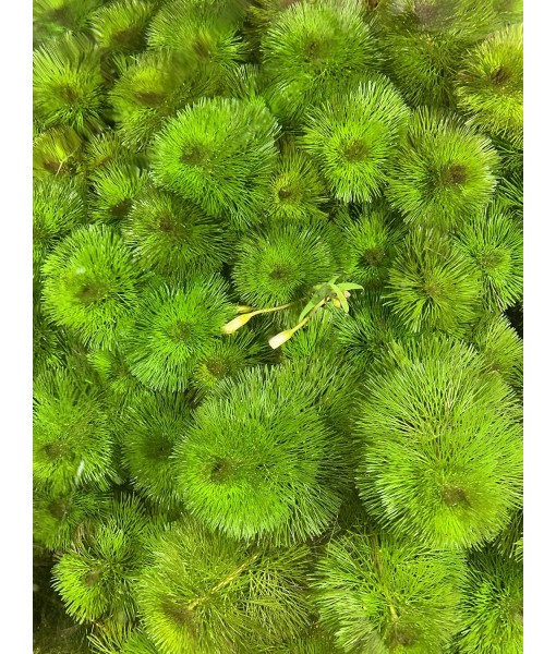 Green Cabomba Caroliniana Easy Live Aquarium Plants for Aquatic Freshwater Fish Tank BUY2GET1