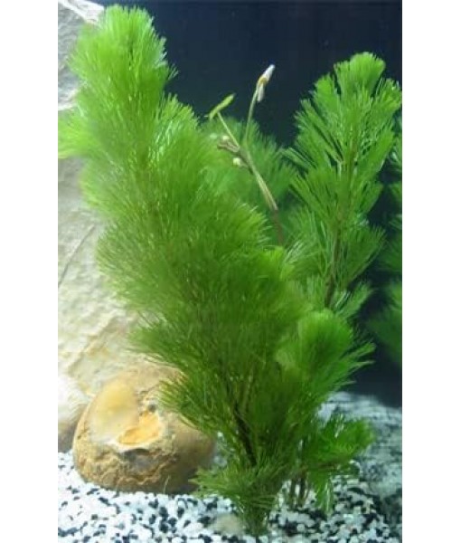 Green Cabomba Caroliniana Easy Live Aquarium Plants for Aquatic Freshwater Fish Tank BUY2GET1