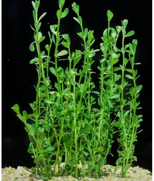 Moneywort (Bacopa Monnieri) Potted Live Aquatic Plant