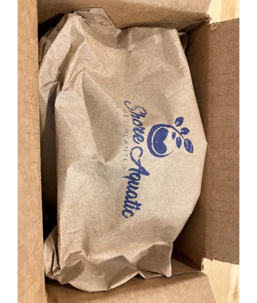 Moneywort (Bacopa Monnieri) Potted Live Aquatic Plant