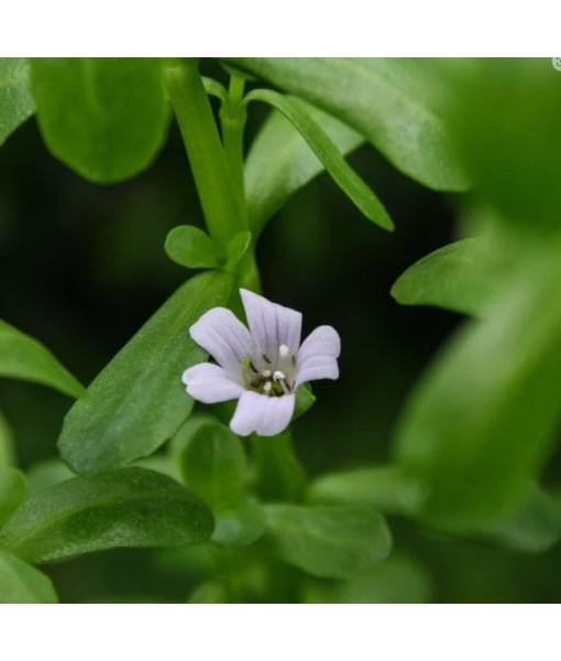 Moneywort (Bacopa Monnieri) Potted Live Aquatic Plant