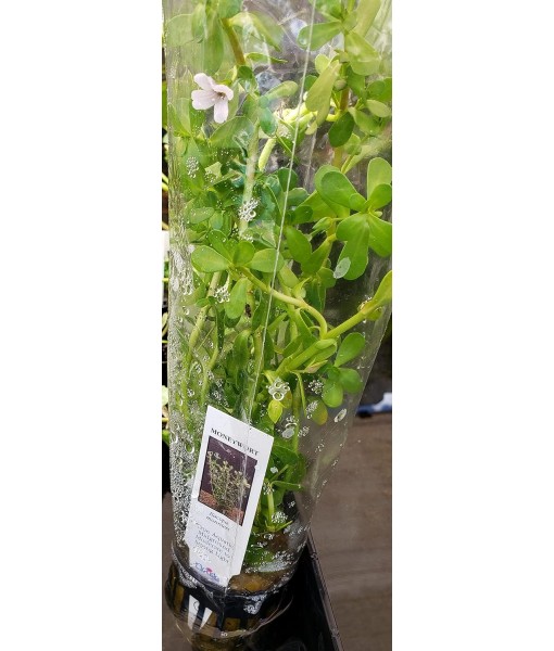Moneywort (Bacopa Monnieri) Potted Live Aquatic Plant