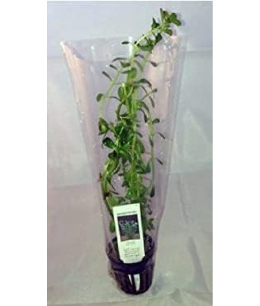 Moneywort (Bacopa Monnieri) Potted Live Aquatic Plant
