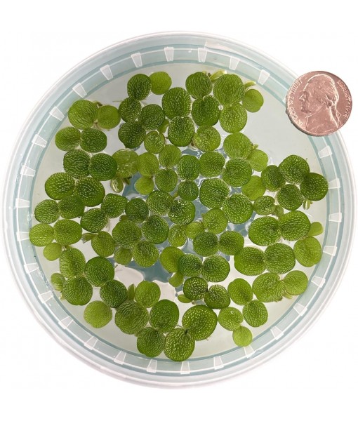 60+ Leaves Water Spangles - Salvinia Minima Floating Live Aquarium Plants