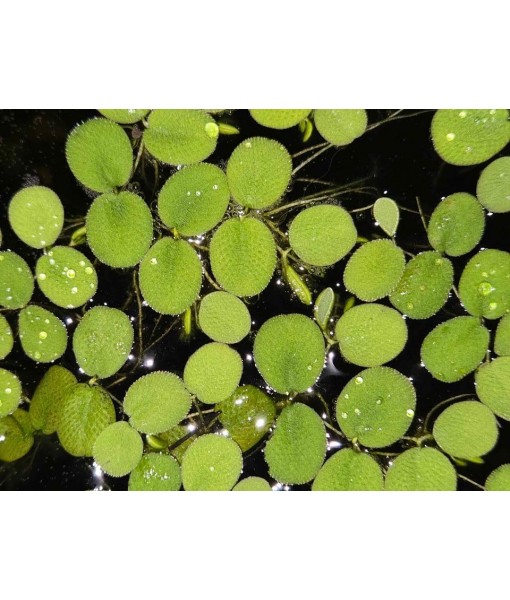 60+ Leaves Water Spangles - Salvinia Minima Floating Live Aquarium Plants