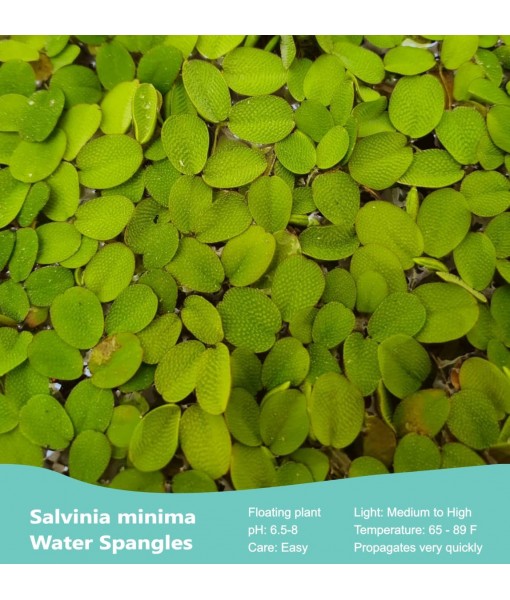 60+ Leaves Water Spangles - Salvinia Minima Floating Live Aquarium Plants