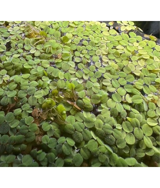60+ Leaves Water Spangles - Salvinia Minima Floating Live Aquarium Plants