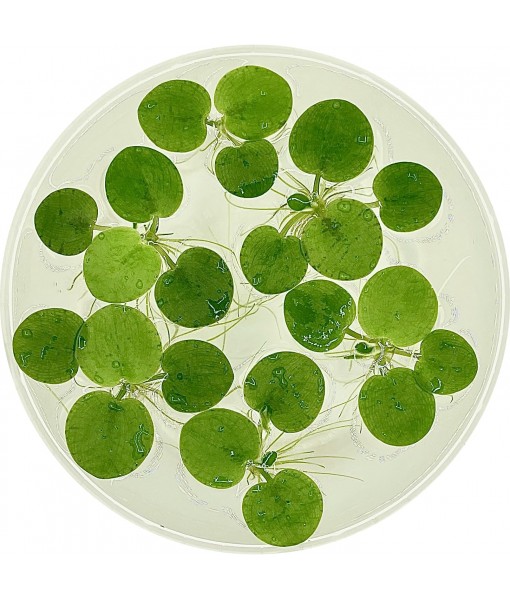 Frogbit, Limnobium laevigatum, Live Aquarium/Aquatic/Freshwater/Floating/Pond Plant/Planted Tank/Aquascaping/Paludarium by Aquarium Plant Center (6 Plants (18+ Leaves))