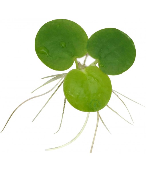 Frogbit, Limnobium laevigatum, Live Aquarium/Aquatic/Freshwater/Floating/Pond Plant/Planted Tank/Aquascaping/Paludarium by Aquarium Plant Center (6 Plants (18+ Leaves))