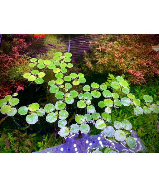 Frogbit, Limnobium laevigatum, Live Aquarium/Aquatic/Freshwater/Floating/Pond Plant/Planted Tank/Aquascaping/Paludarium by Aquarium Plant Center (6 Plants (18+ Leaves))