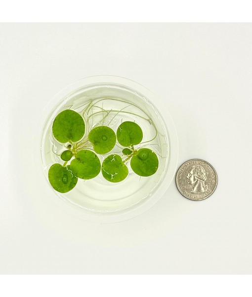 Frogbit, Limnobium laevigatum, Live Aquarium/Aquatic/Freshwater/Floating/Pond Plant/Planted Tank/Aquascaping/Paludarium by Aquarium Plant Center (6 Plants (18+ Leaves))