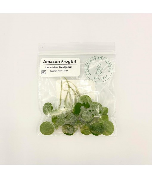Frogbit, Limnobium laevigatum, Live Aquarium/Aquatic/Freshwater/Floating/Pond Plant/Planted Tank/Aquascaping/Paludarium by Aquarium Plant Center (6 Plants (18+ Leaves))