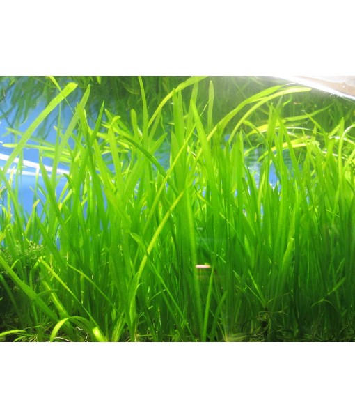 6 Jungle Val - Jungle Vallisneria Live Aquarium Freshwater Plants