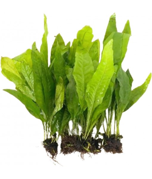 5X Java Fern Microsorum Pteropus Looses Aquarium Live Plant for Fish Tank Decoration