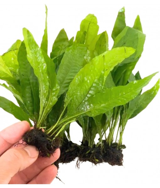 5X Java Fern Microsorum Pteropus Looses Aquarium Live Plant for Fish Tank Decoration