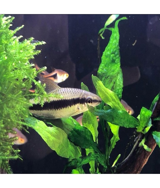 5X Java Fern Microsorum Pteropus Looses Aquarium Live Plant for Fish Tank Decoration