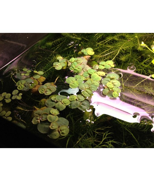 6 Red Root Floater (Phyllanthus Fluitans), Live Aquarium/Aquatic/Floating/ Pond/Beginner Plant, Aquascaping,planted tank ... by G'z