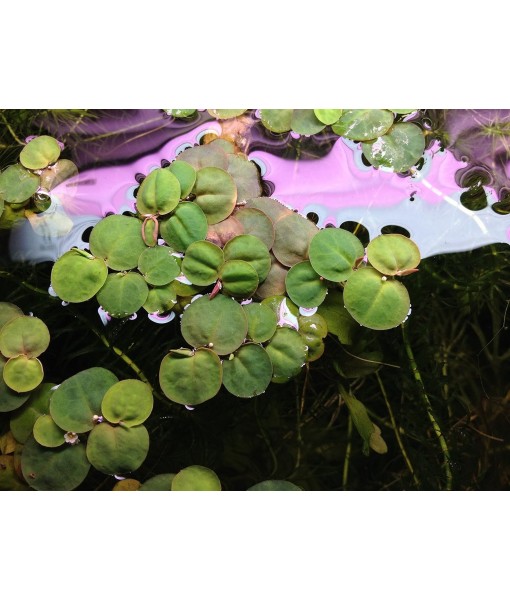 6 Red Root Floater (Phyllanthus Fluitans), Live Aquarium/Aquatic/Floating/ Pond/Beginner Plant, Aquascaping,planted tank ... by G'z