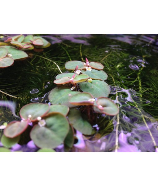 6 Red Root Floater (Phyllanthus Fluitans), Live Aquarium/Aquatic/Floating/ Pond/Beginner Plant, Aquascaping,planted tank ... by G'z