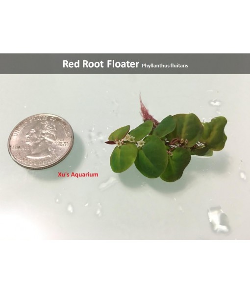 6 Red Root Floater (Phyllanthus Fluitans), Live Aquarium/Aquatic/Floating/ Pond/Beginner Plant, Aquascaping,planted tank ... by G'z