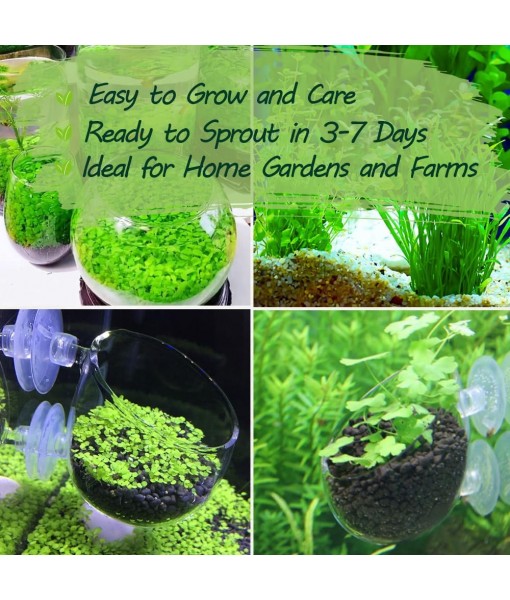 Premium Aquarium Plant Seeds for Planting – 13,000+ Live Mixed Seeds, 8 Varieties – Easy-to-Grow Aquatic Greenery for Lush, Vibrant Fish Tanks
