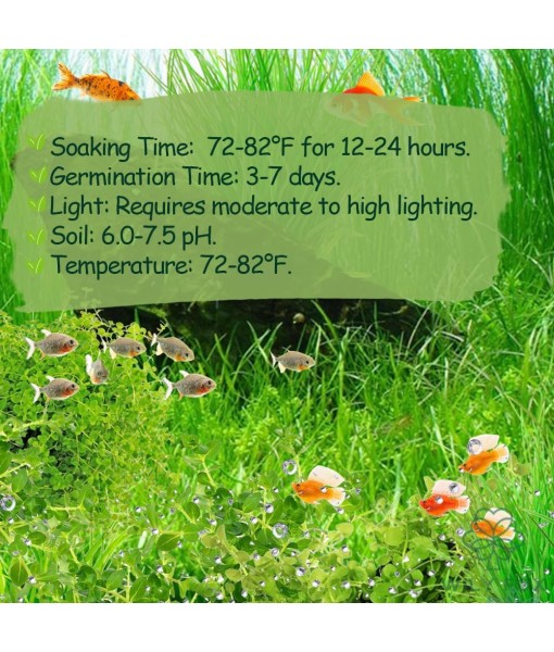 Premium Aquarium Plant Seeds for Planting – 13,000+ Live Mixed Seeds, 8 Varieties – Easy-to-Grow Aquatic Greenery for Lush, Vibrant Fish Tanks