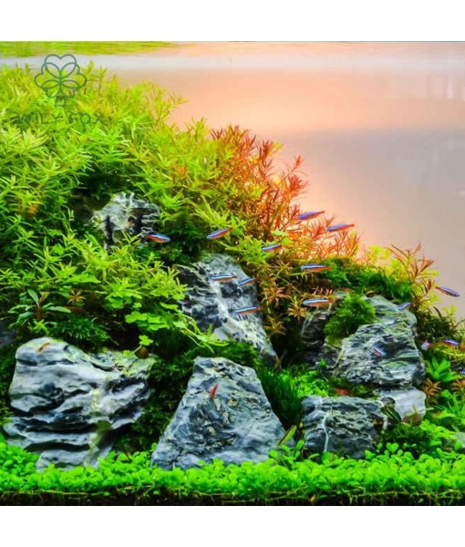 Premium Aquarium Plant Seeds for Planting – 13,000+ Live Mixed Seeds, 8 Varieties – Easy-to-Grow Aquatic Greenery for Lush, Vibrant Fish Tanks