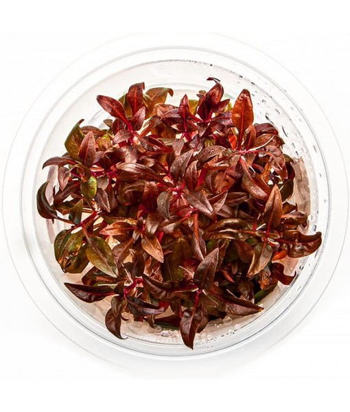 Live Plant - Alternanthera Reineckii 'Mini' Red Stem Tissue Culture Aquatic Live Aquarium Plant - 100% Snail  in Vitro Cup (AR Mini)