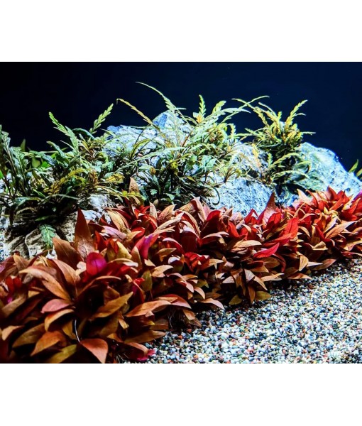 Live Plant - Alternanthera Reineckii 'Mini' Red Stem Tissue Culture Aquatic Live Aquarium Plant - 100% Snail  in Vitro Cup (AR Mini)