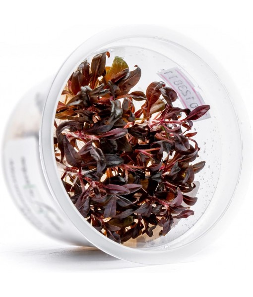 Live Plant - Alternanthera Reineckii 'Mini' Red Stem Tissue Culture Aquatic Live Aquarium Plant - 100% Snail  in Vitro Cup (AR Mini)