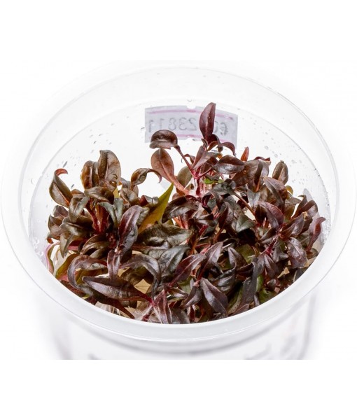 Live Plant - Alternanthera Reineckii 'Mini' Red Stem Tissue Culture Aquatic Live Aquarium Plant - 100% Snail  in Vitro Cup (AR Mini)