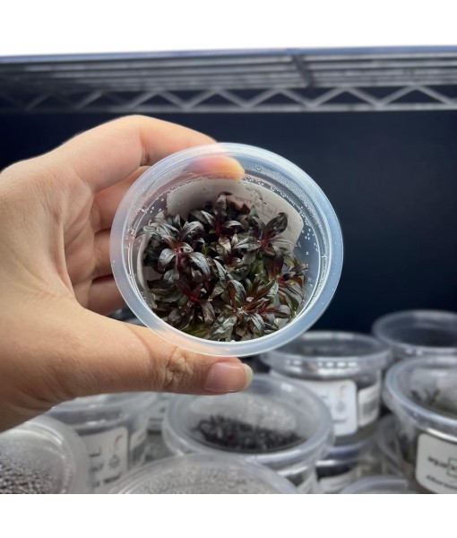 Live Plant - Alternanthera Reineckii 'Mini' Red Stem Tissue Culture Aquatic Live Aquarium Plant - 100% Snail  in Vitro Cup (AR Mini)