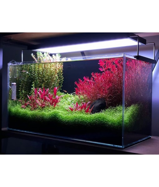 Live Plant - Alternanthera Reineckii 'Mini' Red Stem Tissue Culture Aquatic Live Aquarium Plant - 100% Snail  in Vitro Cup (AR Mini)