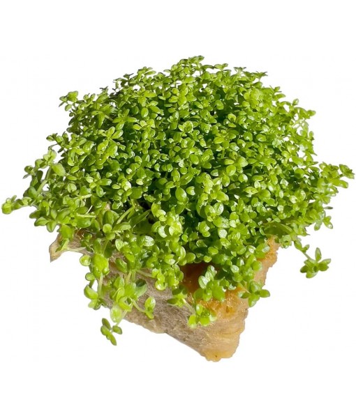 Dwarf Baby Tears Hemianthus Callitrichoides HC Live Aquarium Plants Freshwater Fish Tank