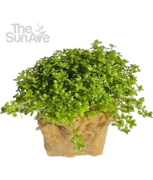 Dwarf Baby Tears Hemianthus Callitrichoides HC Live Aquarium Plants Freshwater Fish Tank