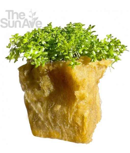 Dwarf Baby Tears Hemianthus Callitrichoides HC Live Aquarium Plants Freshwater Fish Tank