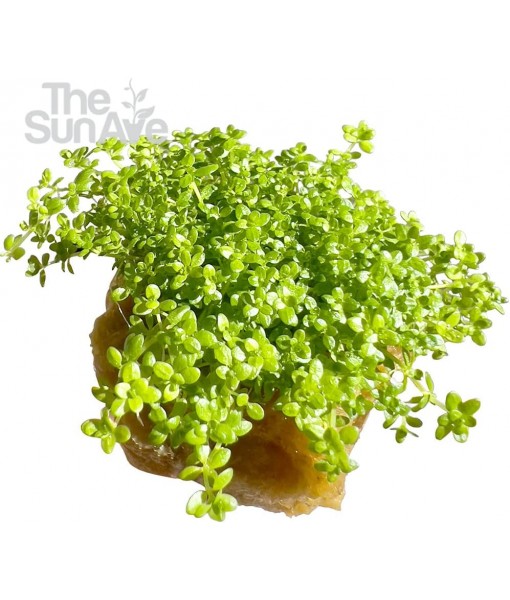 Dwarf Baby Tears Hemianthus Callitrichoides HC Live Aquarium Plants Freshwater Fish Tank