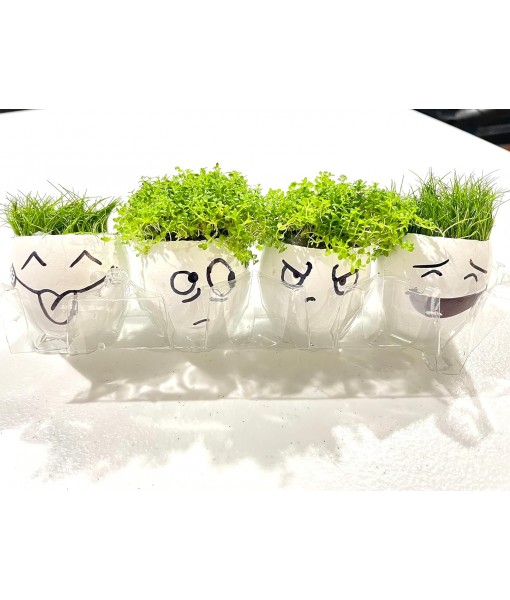 Dwarf Baby Tears Hemianthus Callitrichoides HC Live Aquarium Plants Freshwater Fish Tank