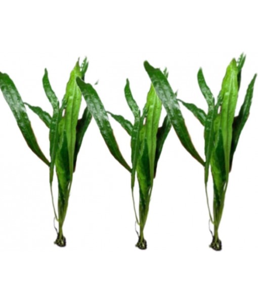 Marcus Fish Tanks - 3X Java Fern Microsorum Pteropus Easy Live Aquarium Plants Aquatic Fish Tank Plants