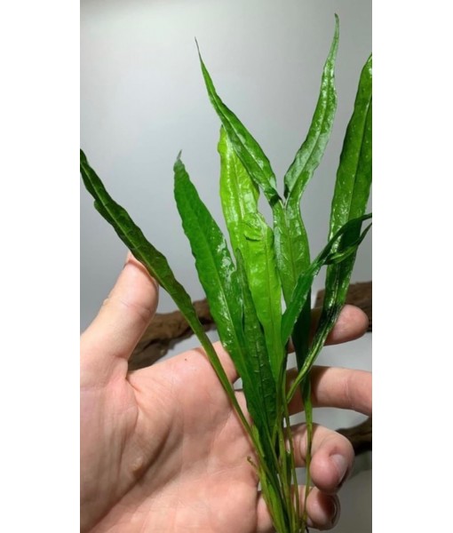 Marcus Fish Tanks - 3X Java Fern Microsorum Pteropus Easy Live Aquarium Plants Aquatic Fish Tank Plants