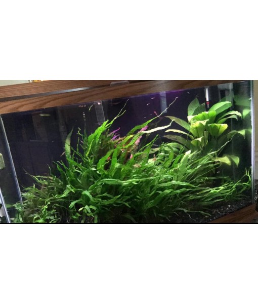 Marcus Fish Tanks - 3X Java Fern Microsorum Pteropus Easy Live Aquarium Plants Aquatic Fish Tank Plants