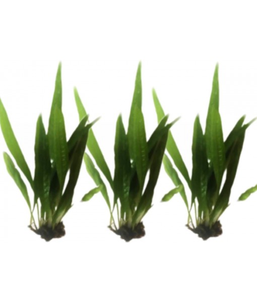 Marcus Fish Tanks - 3X Java Fern Microsorum Pteropus Easy Live Aquarium Plants Aquatic Fish Tank Plants