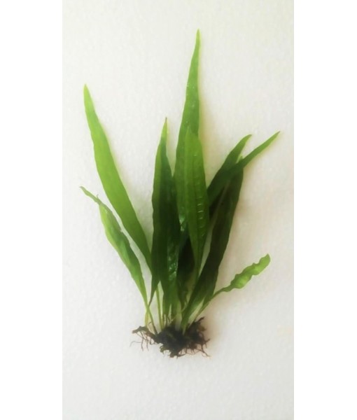 Marcus Fish Tanks - 3X Java Fern Microsorum Pteropus Easy Live Aquarium Plants Aquatic Fish Tank Plants