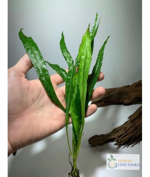 Marcus Fish Tanks - 3X Java Fern Microsorum Pteropus Easy Live Aquarium Plants Aquatic Fish Tank Plants