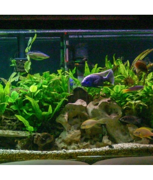 Marcus Fish Tanks - 3X Java Fern Microsorum Pteropus Easy Live Aquarium Plants Aquatic Fish Tank Plants