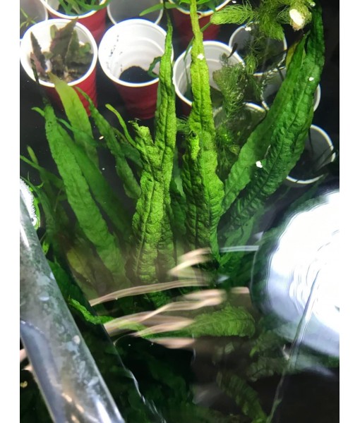 Marcus Fish Tanks - 3X Java Fern Microsorum Pteropus Easy Live Aquarium Plants Aquatic Fish Tank Plants
